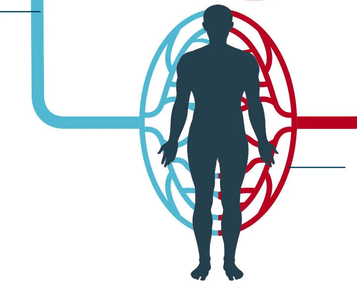 Übersicht über das Herz-Kreislaufsystem und seine Aufgaben