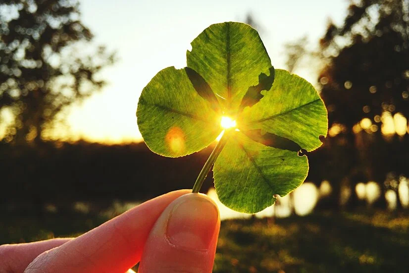 vierblättriges Kleeblatt wird in die Sonne gehalten